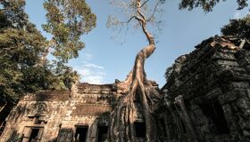 Ta Prohm Siem Reap Covered by roots of the trees, Cambodia